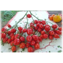 Редкие сорта томатов Поцелуй герани
